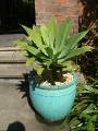 Agave attenuata pot